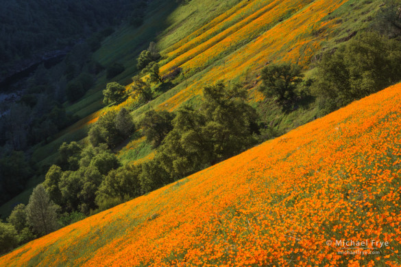 Poppies in the Merced River Canyon, Sierra NF, CA, USA