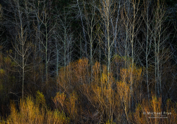 Willows and cottonwoods in late-afternoon light, Yosemite NP, CA, USA