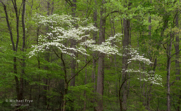 Dogwoods, Great Smoky Mountains NP, NC, USA