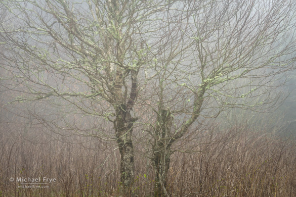 Birch tree in fog, Blue Ridge Parkway, NC, USA