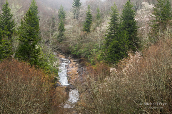 Waterfall, balsam firs, and blooming sarvis, just north of the parkway along Highway 215