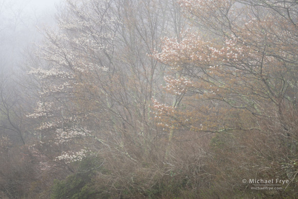 Sarvis in fog, Blue Ridge Parkway, NC, USA