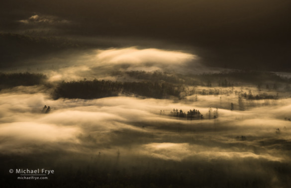 Trees in fog at sunrise from the Pounding Mill Overlook, Blue Ridge Parkway, NC, USA