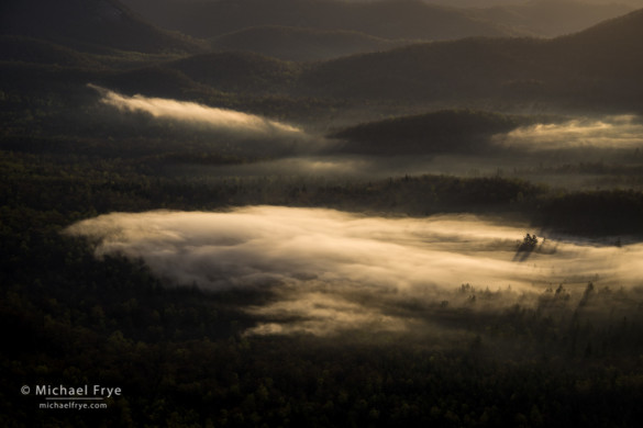 Trees in fog at sunrise from the Pounding Mill Overlook, Blue Ridge Parkway, NC, USA