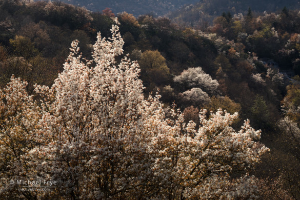 Backlit sarvis, Graveyard Fields, Blue Ridge Parkway, NC, USA