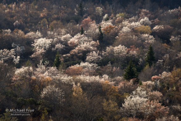 Sarvis in bloom, Graveyard Fields, Blue Ridge Parkway, NC, USA