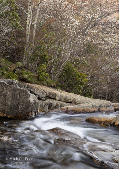 Blooming sarvis along the Yellowstone Prong, Blue Ridge Parkway, NC, USA