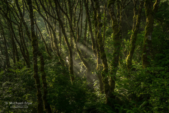 Alders and sunbeams, Redwood NP, CA, USA