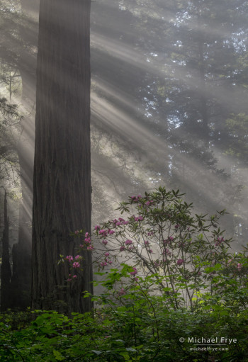 Redwood, sunbeams, and rhododendron, northern California, USA