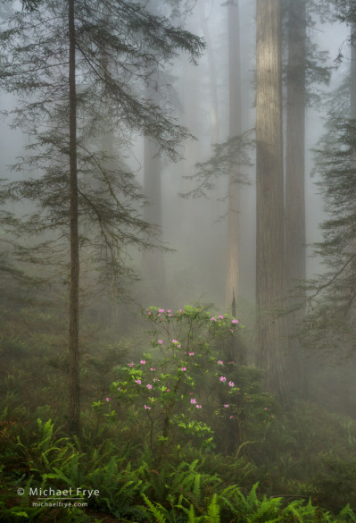 Redwoods and rhododendron in fog, northern California, USA