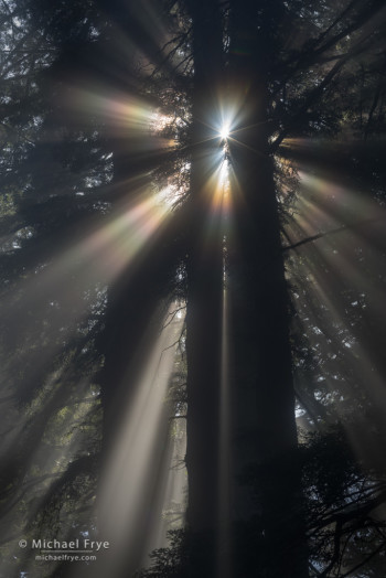 Sunbeams and corona in a redwood forest, northern California, USA