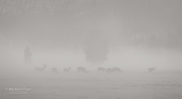 Mule deer bucks in fog, Tuolumne Meadows, Yosemite NP, CA, USA