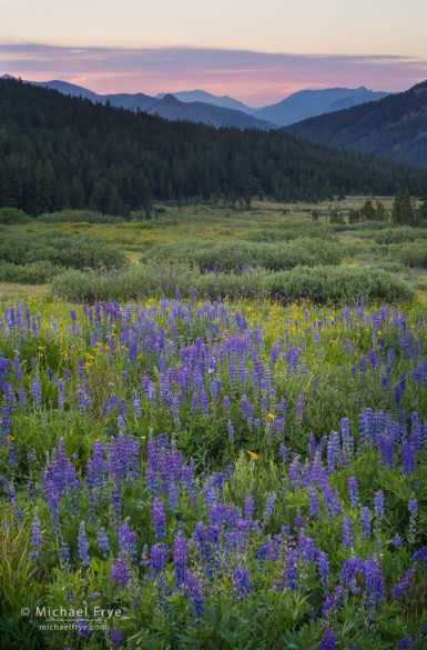 Highcountry wildflowers, Yosemite NP, CA, USA