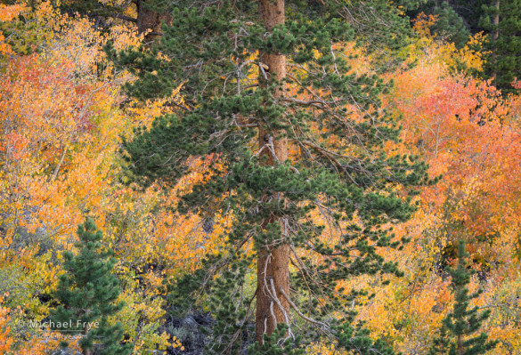 Jeffrey pine with autumn aspens, Rock Creek Canyon, Inyo NF, CA, USA