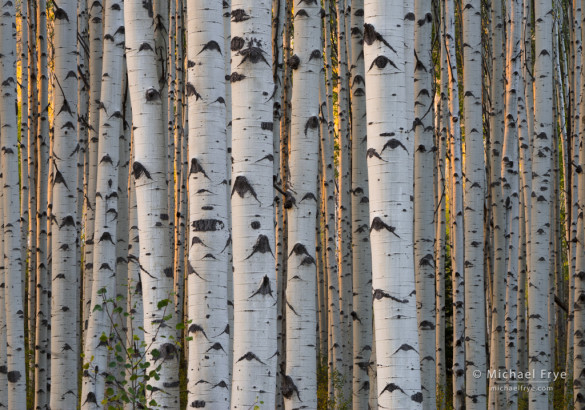 Late-afternoon sunlight in an aspen forest, Gunnison NF, CO, USA