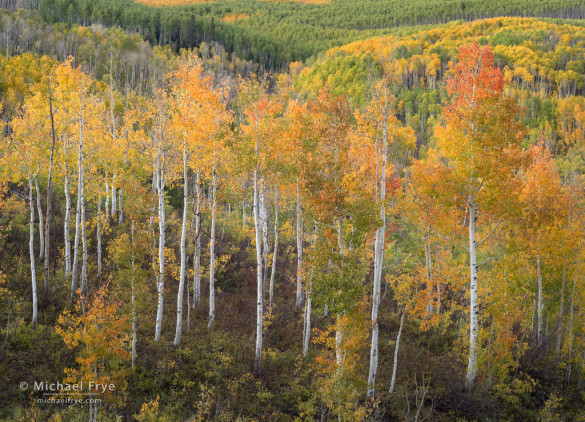 Autumn colors, Gunnison NF, CO, USA