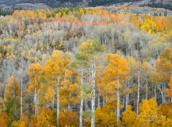 Aspen-covered hillside, autumn, Toiyable NF, CA, USA