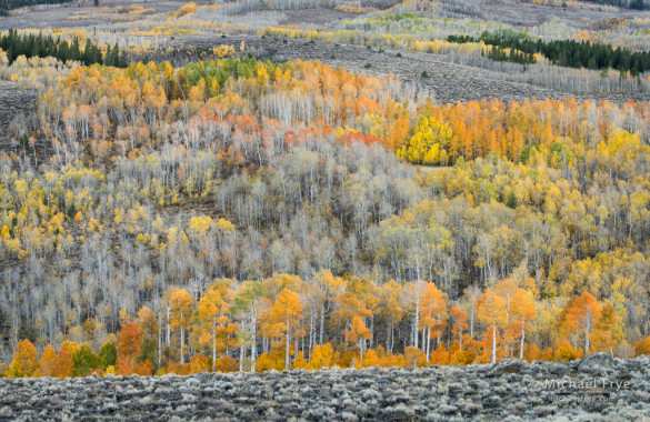 Aspen-covered hillside, autumn, Toiyable NF, CA, USA