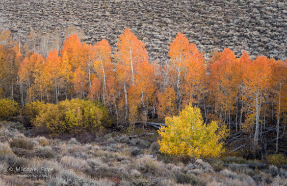 Aspens, willows, and sagebrush, Toiyabe NF, CA, USA