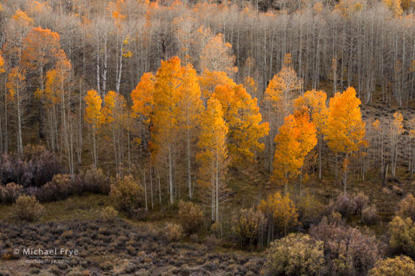 Aspens and willows, Toiyabe NF, CA, USA