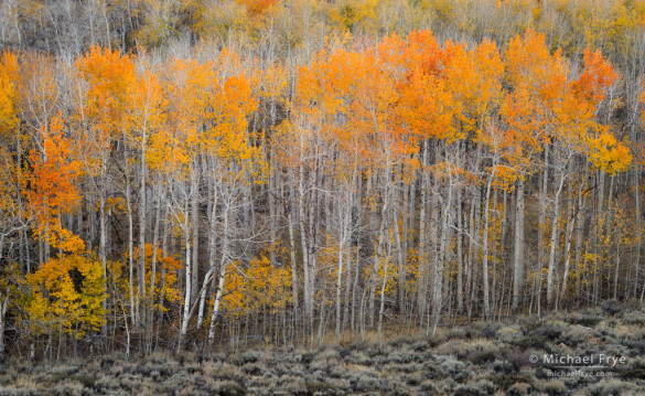 Quaking aspens, autumn, Inyo NF, CA, USA