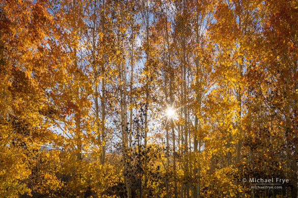 Late-afternoon sun in an aspen grove, Toiyabe NF, CA, USA