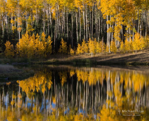 Aspen reflections, Uncompahgre NF, CO, USA