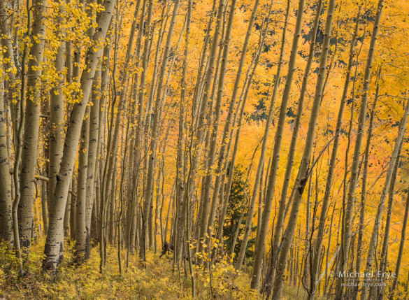 Leaning aspens, autumn, Uncompahgre NF, CO, USA