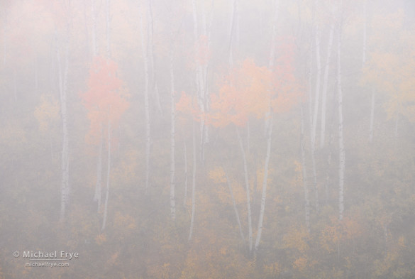 Ethereal aspens near Ridgeway, CO, USA