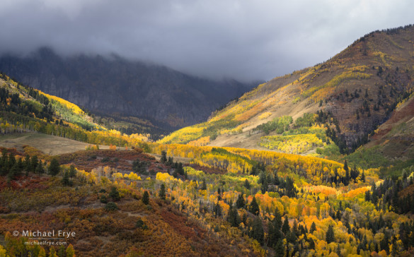 Dappled sunlight on aspen forests near Telluride, CO, USA