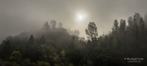 Fog, sun, and gray pines, Sierra Nevada foothills near El Portal, CA, USA