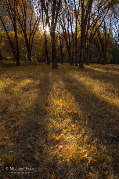 California black oaks, autumn, Yosemite NP, CA, USA