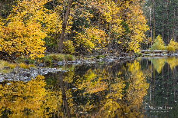 Big-leaf maples along the Merced River, autumn, Yosemite NP, CA, USA