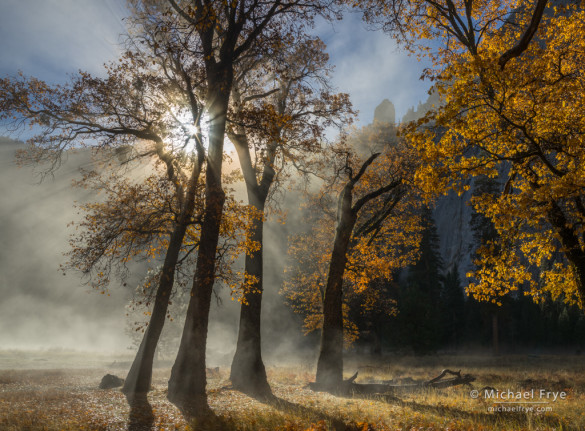 Sun, mist, and oaks in El Capitan Meadow, Yosemite NP, CA, USA