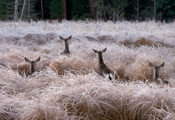 Curious deer, Yosemite NP, CA, USA