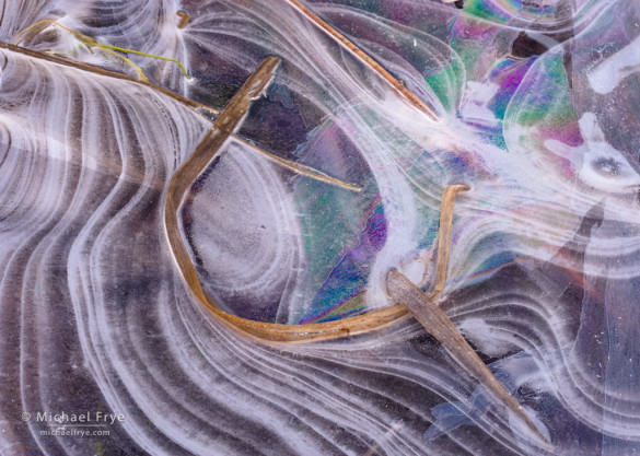 Reeds, ice, and reflections, Yosemite. Under certain conditions a polarizing filter can reveal rainbow colors in ice.