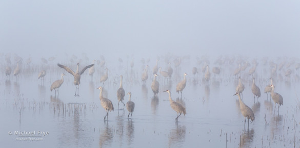 Leaping sandhill crane, San Joaquin Valley, CA, USA