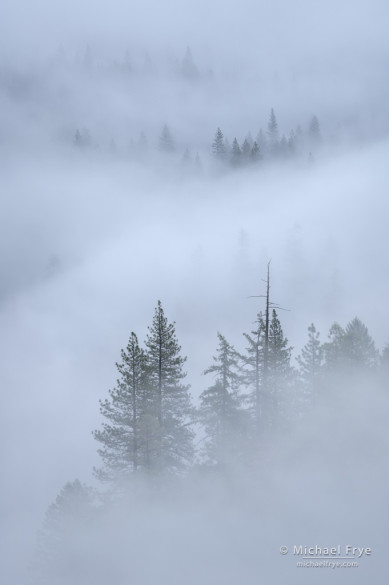 Trees and fog, Yosemite NP, CA, USA