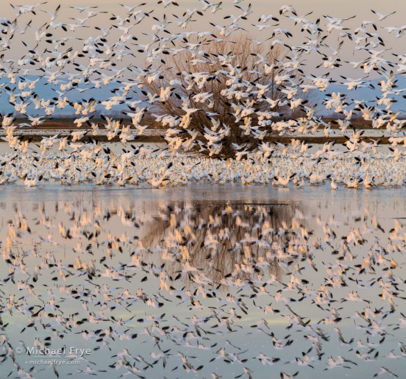 Ross's geese and reflections, San Joaquin Valley, CA, USA