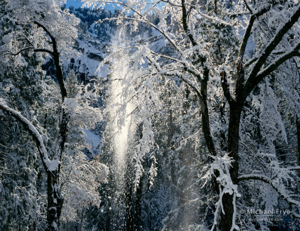 Snow falling from California black oaks, Yosemite NP, CA, USA