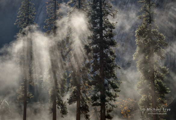 Ponderosa pines in mist, El Capitan Meadow, Yosemite NP, CA, USA