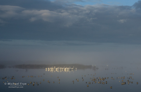 Shorebirds and white pelicans, San Joaquin Valley, CA, USA