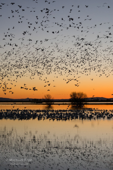 Ross's geese at dusk in a San Joaquin Valley marsh, CA, USA