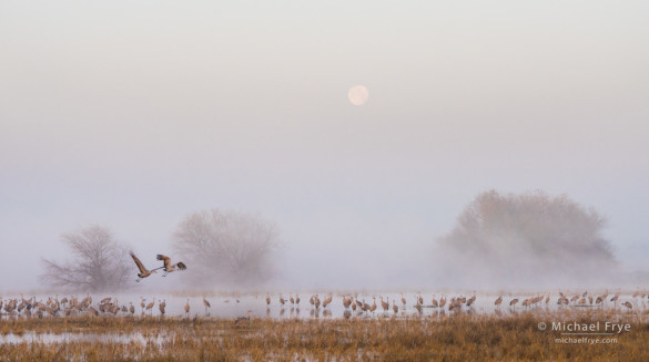 Sandhill cranes, fog, and the setting moon, San Joaquin Valley, CA, USA