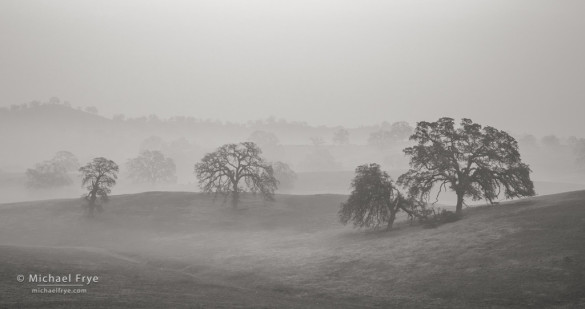 Blue oaks in fog, Sierra Nevada foothills