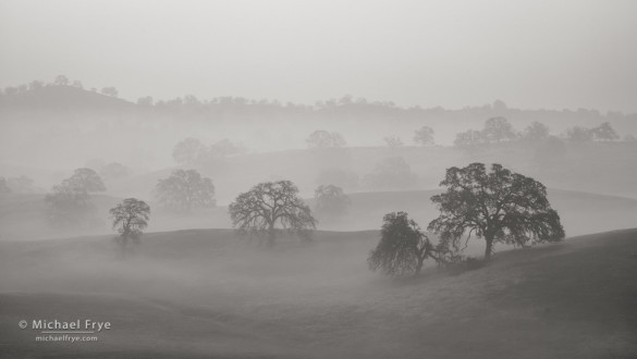 Blue oak woodland in fog, Sierra Nevada foothills, Mariposa Country, CA, USA