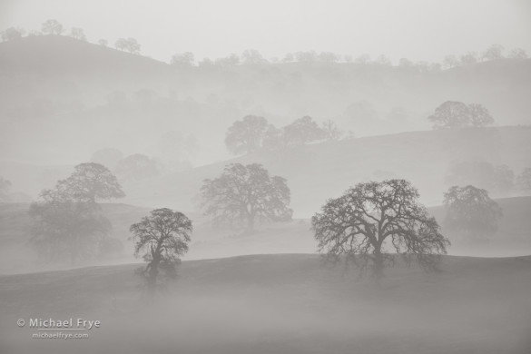 Blue oaks and misty ridges, Sierra Nevada foothills, Mariposa Country, CA, USA