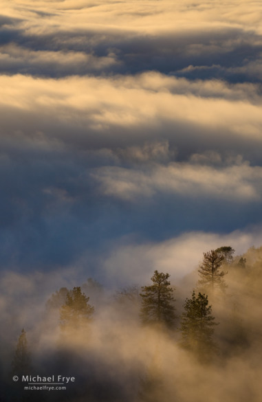 Ponderosa pines in fog on Mt. Bullion, Mariposa County, CA, USA