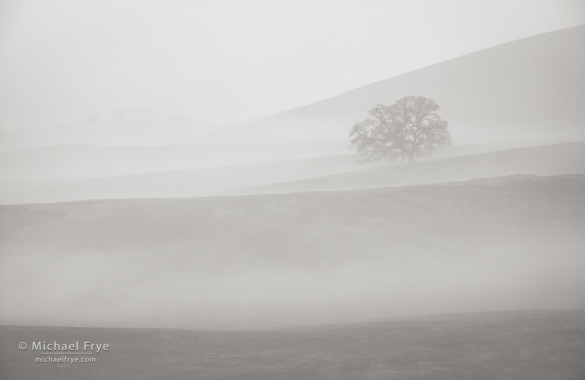 Blue oak in fog, Sierra Nevada foothills, Mariposa Country, CA, USA