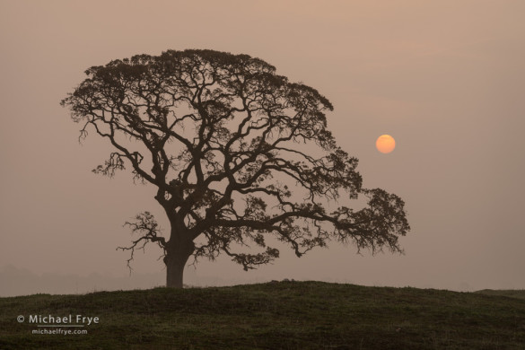 Oak, sun, and fog, Sierra Nevada foothills, Mariposa County, CA, USA